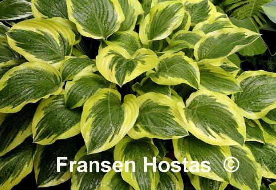 Hosta Mildred Seaver